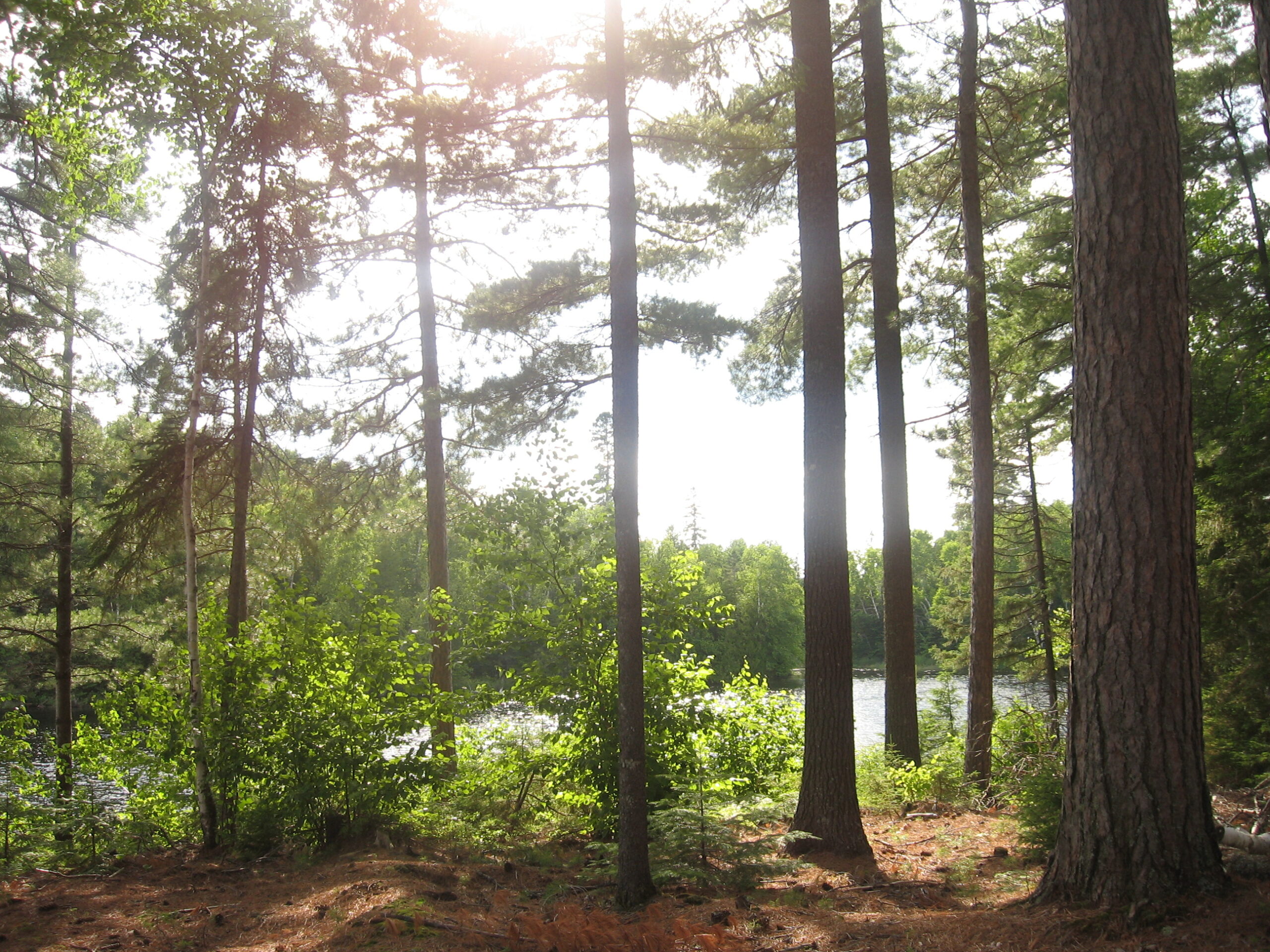 BILL 97: An Act Mainly to Modernize the Forest Regime